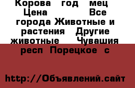 Корова 1 год 4 мец › Цена ­ 27 000 - Все города Животные и растения » Другие животные   . Чувашия респ.,Порецкое. с.